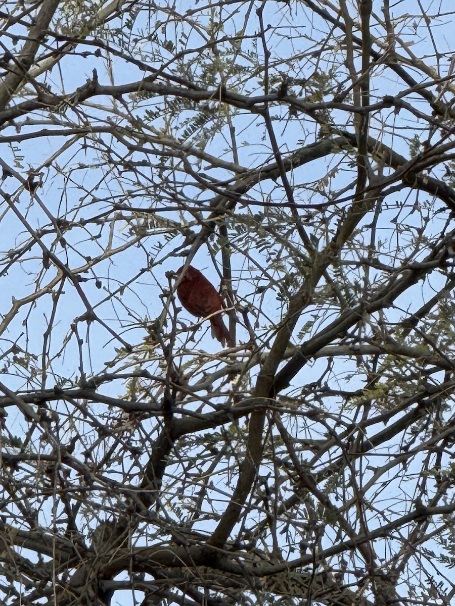 Summer Tanager - ML630852490