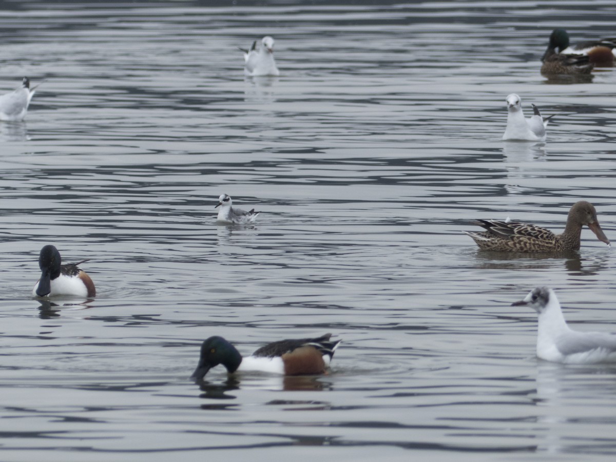 Red Phalarope - ML630852497