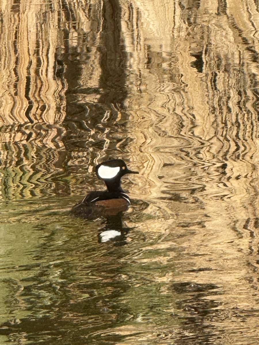 Hooded Merganser - ML630852617