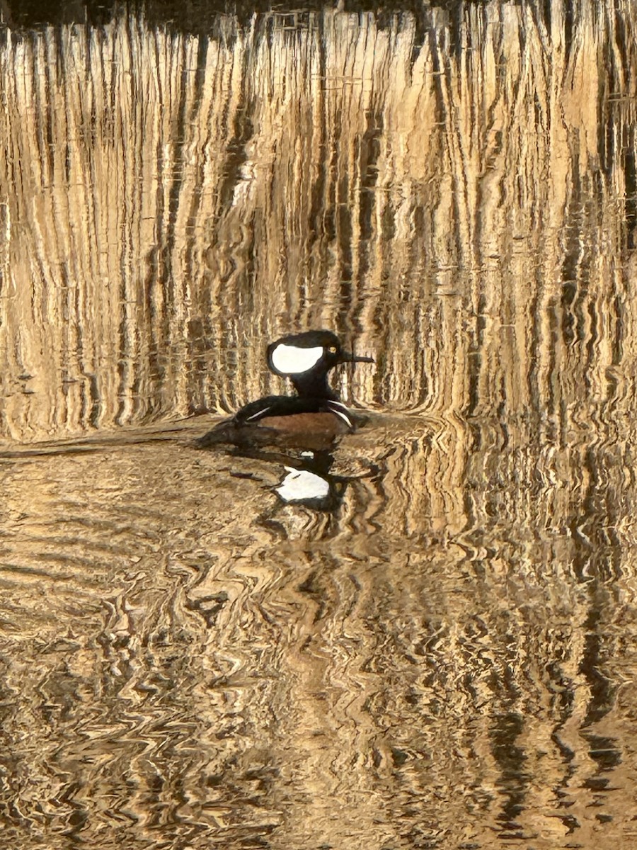 Hooded Merganser - ML630852618