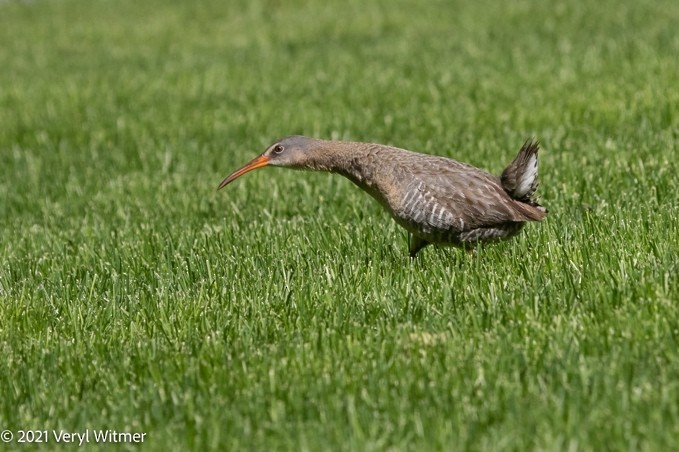 Clapper Rail - ML630852870