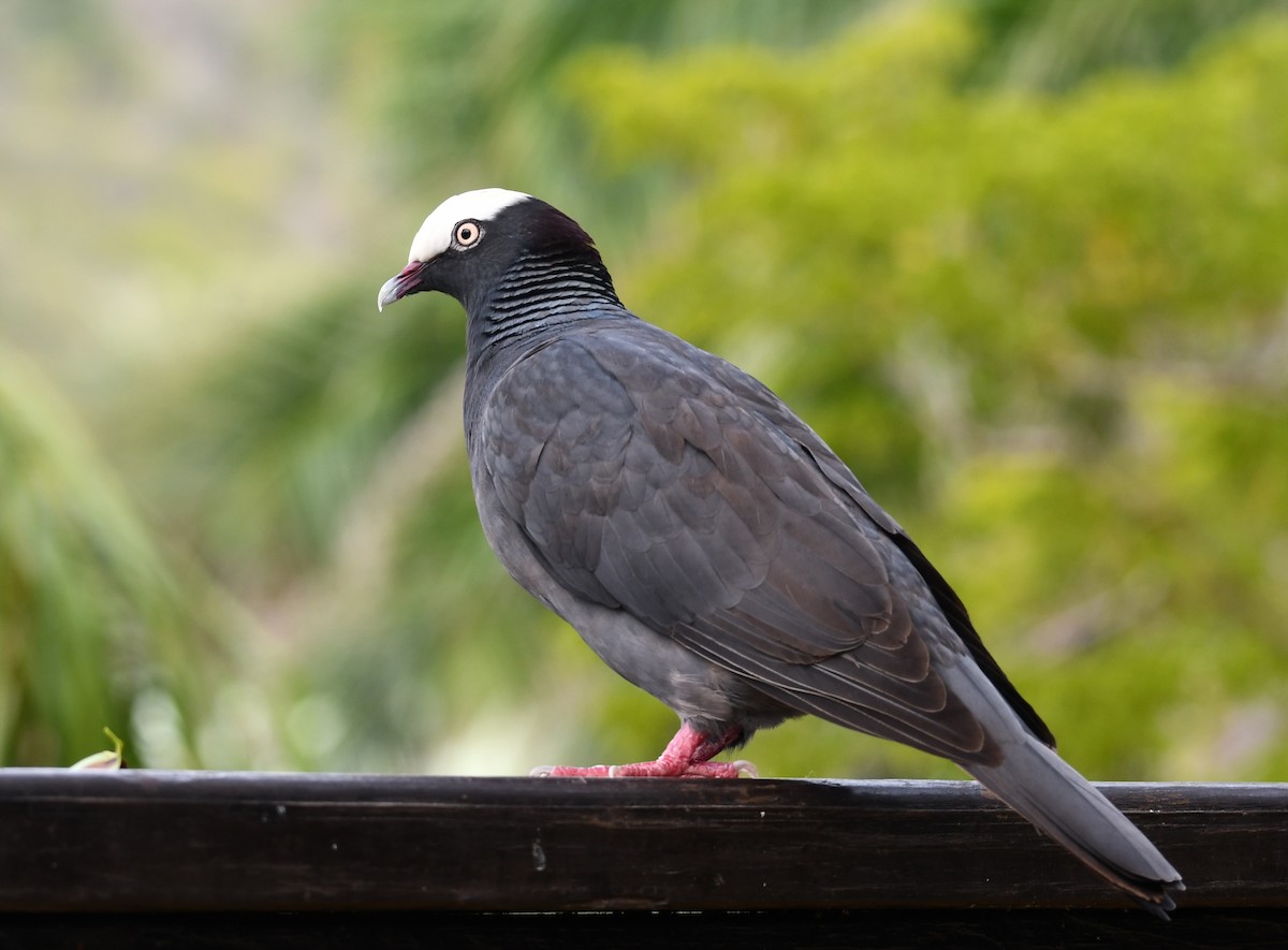 White-crowned Pigeon - ML630852898