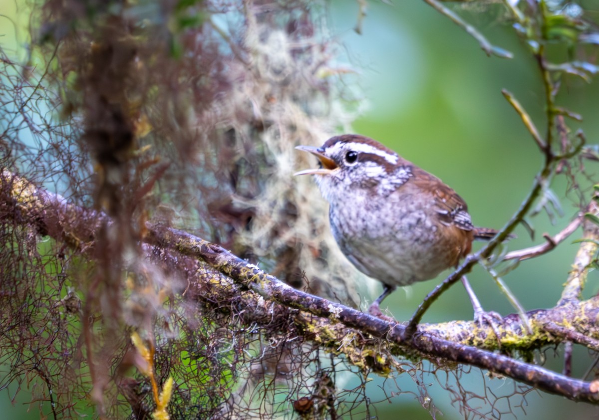 Timberline Wren - ML630853006
