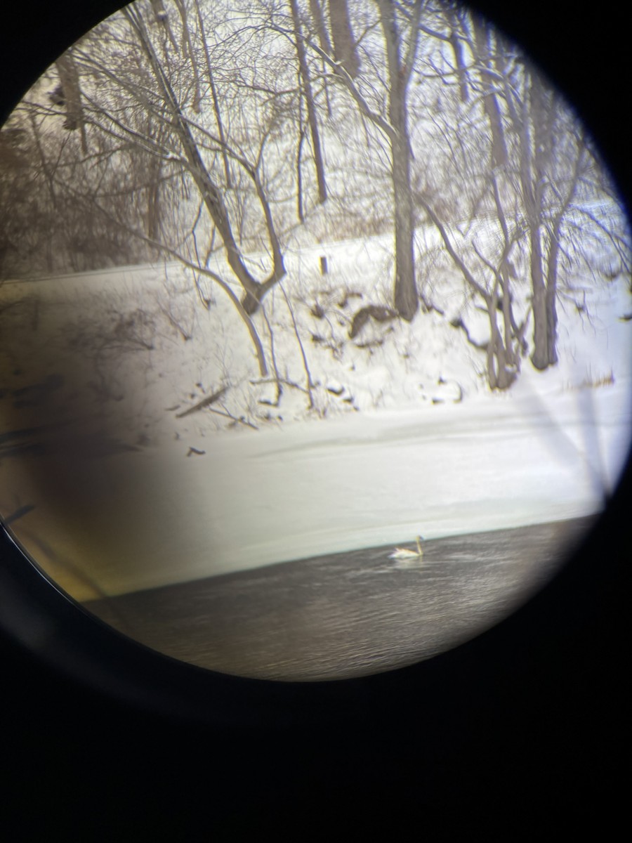 Trumpeter Swan - ML630853122