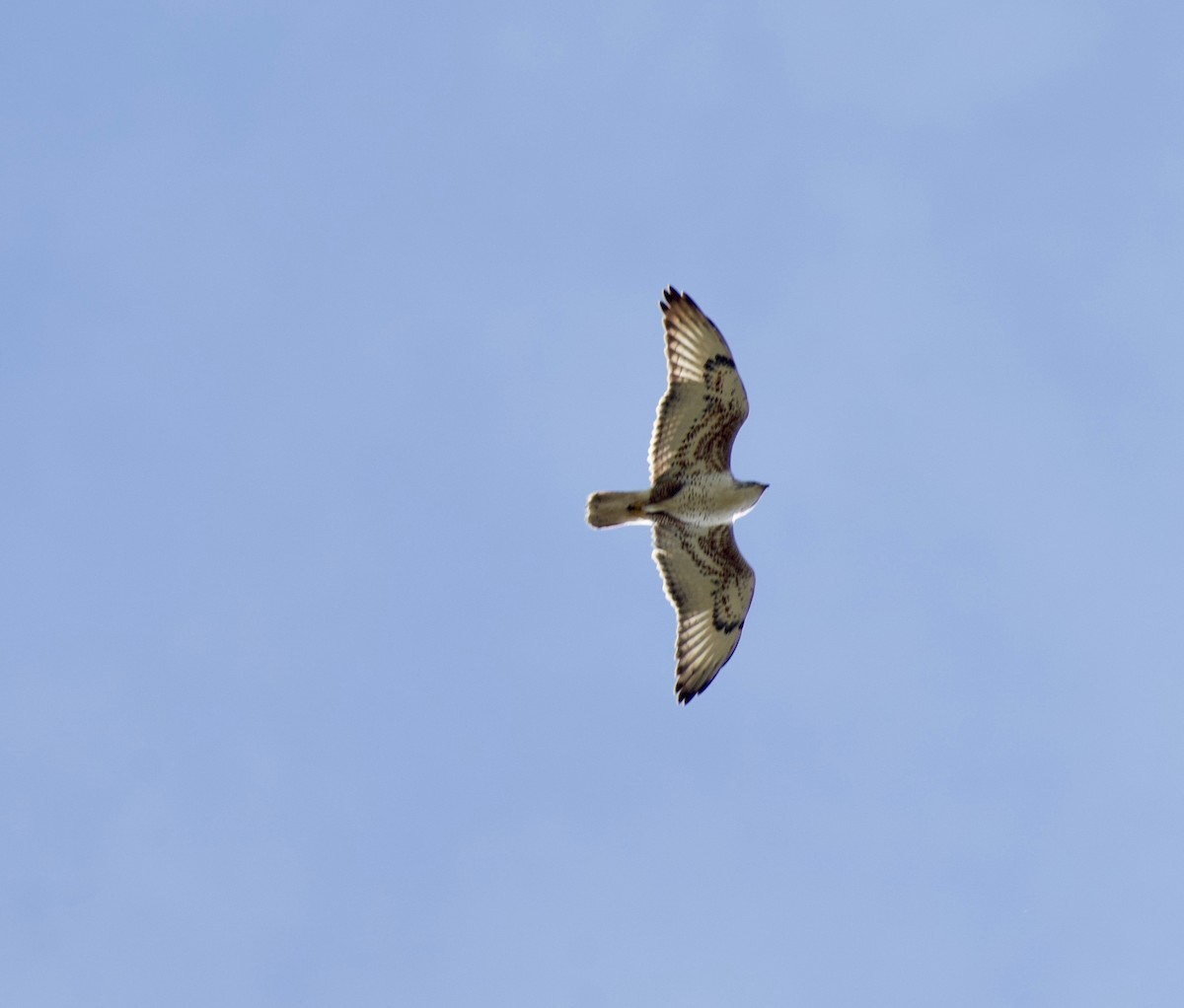 Königsbussard - ML630853347