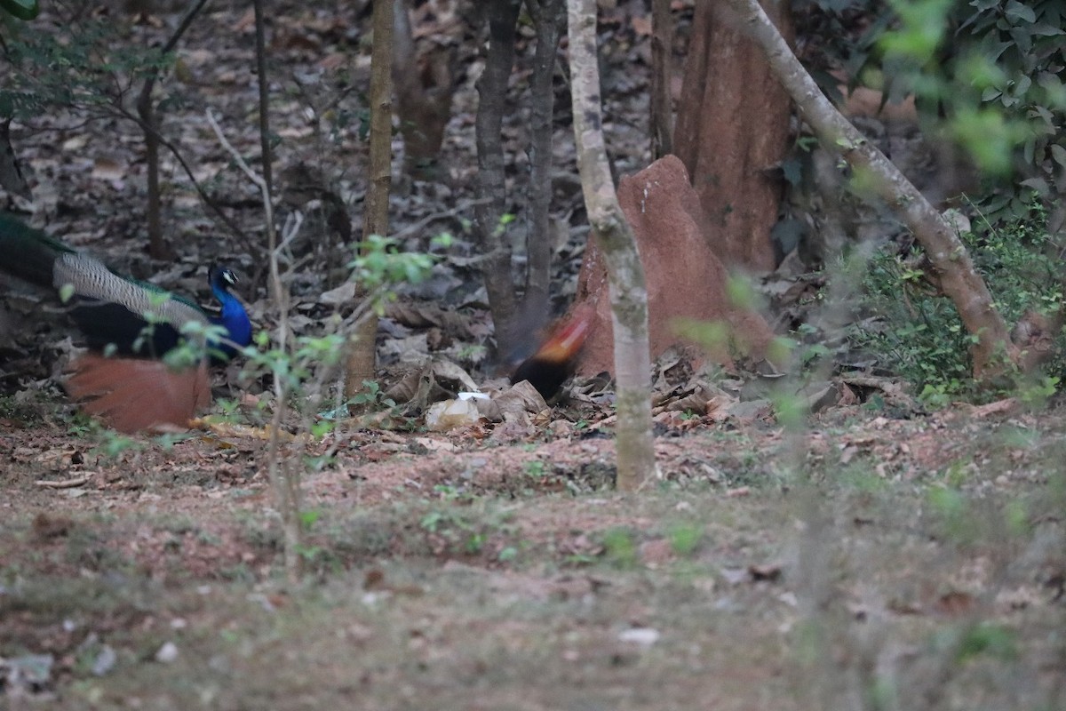 Indian Peafowl - Abhijit Hota