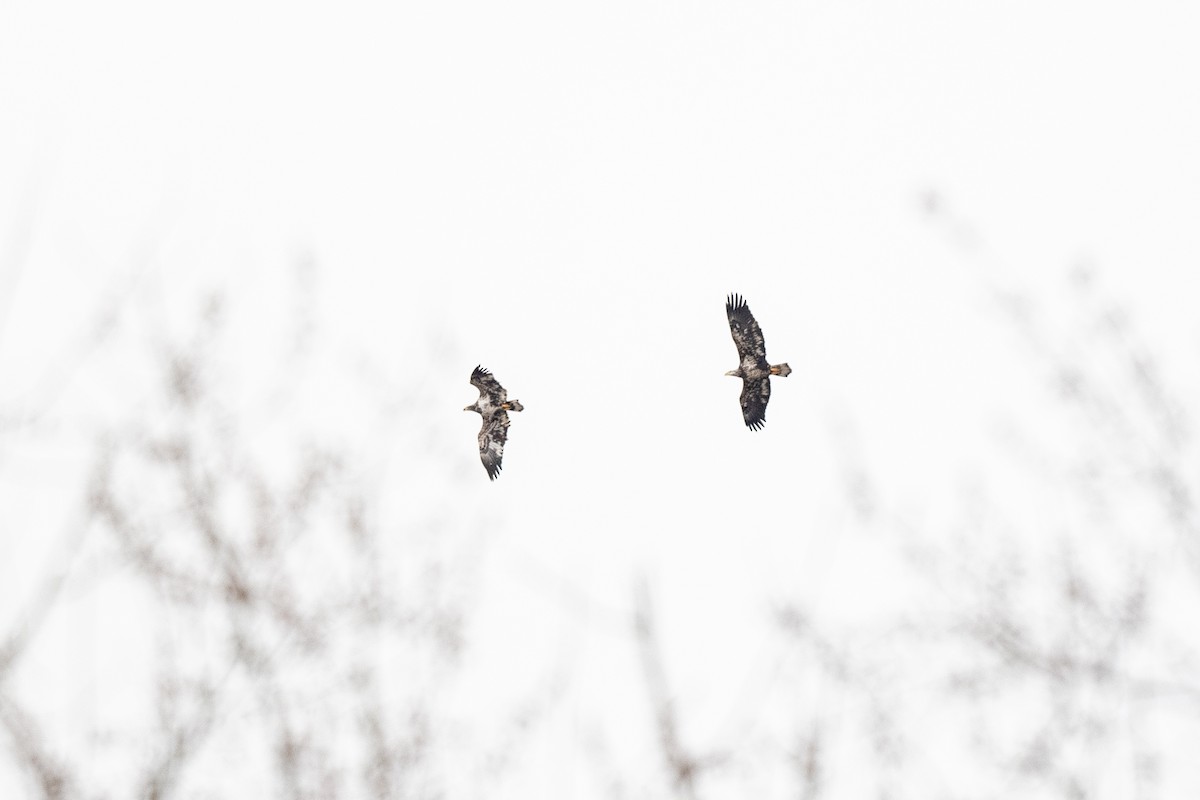 Bald Eagle - ML630854315