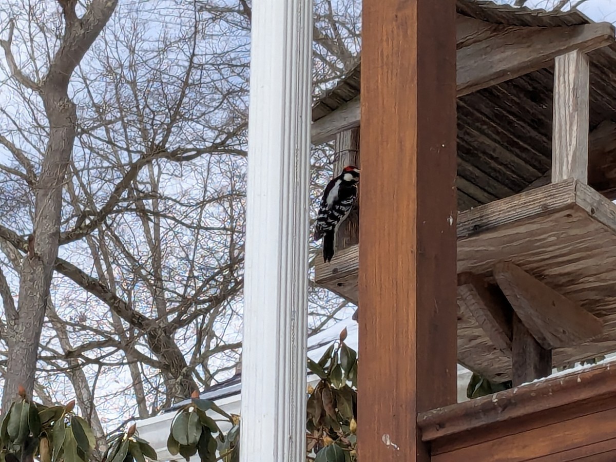 Downy Woodpecker - ML630854448