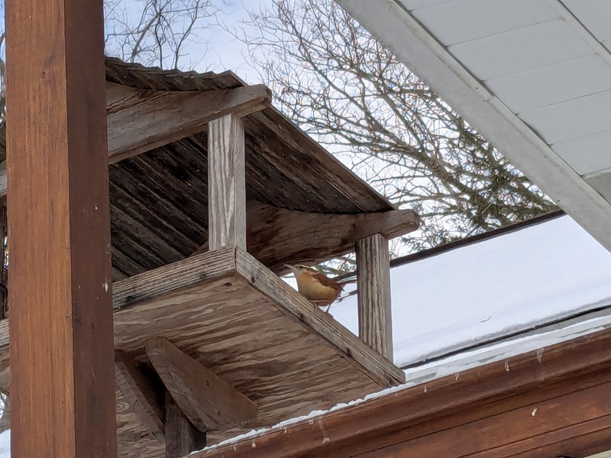 Carolina Wren - ML630854498