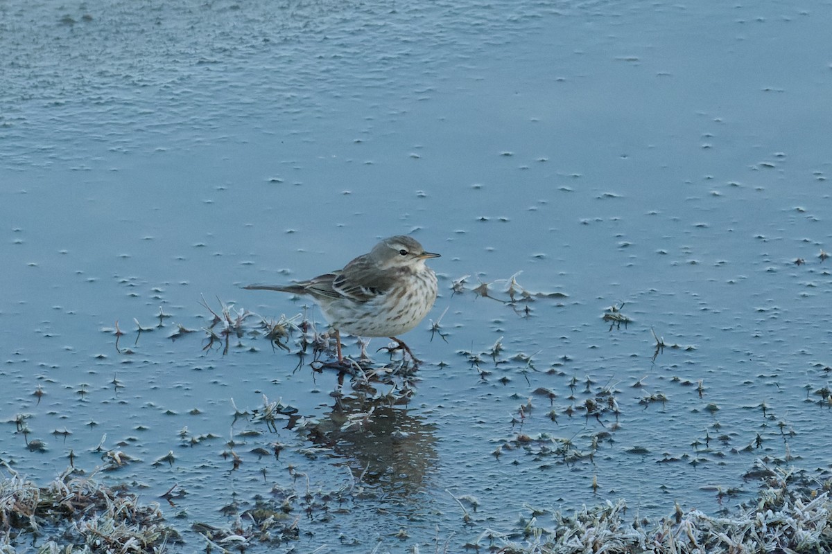 Water Pipit - ML630854702