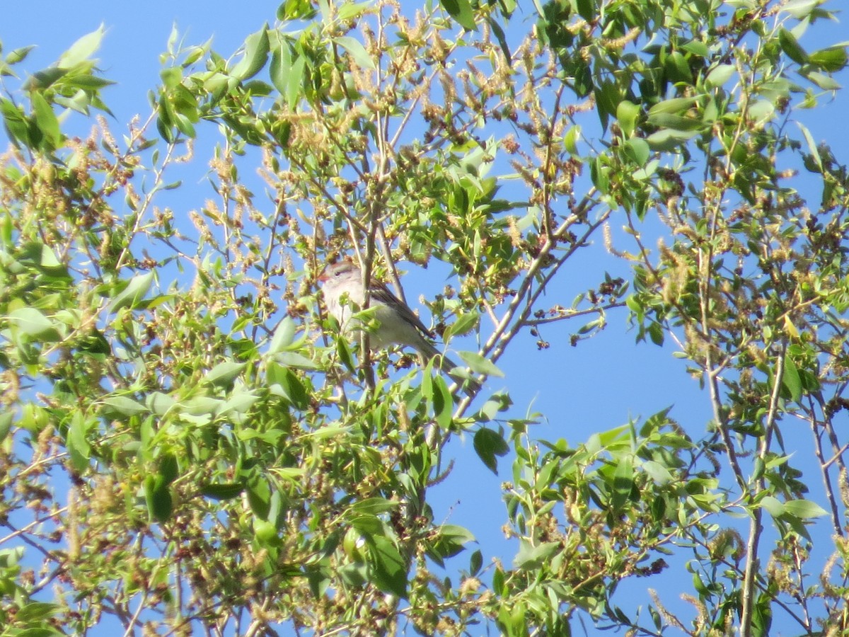 Field Sparrow - ML630855075