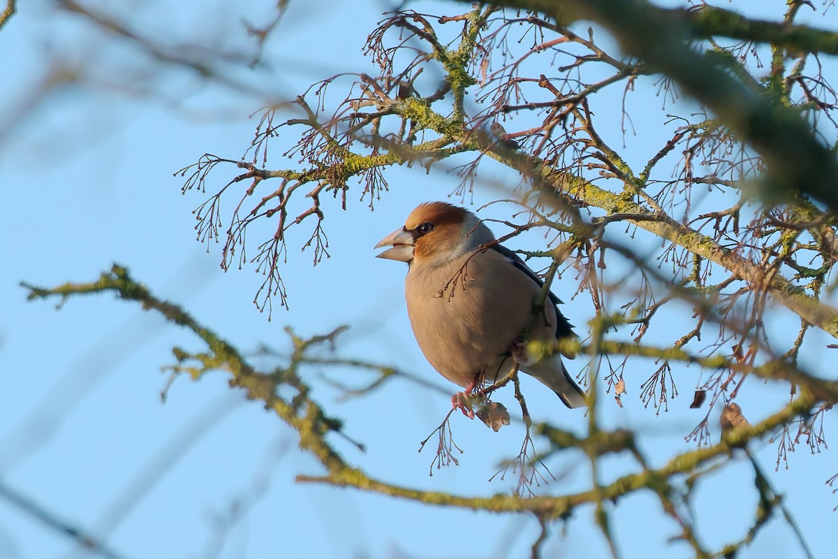 シメ - ML630855076