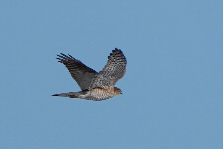 Морин харцага - ML630855228