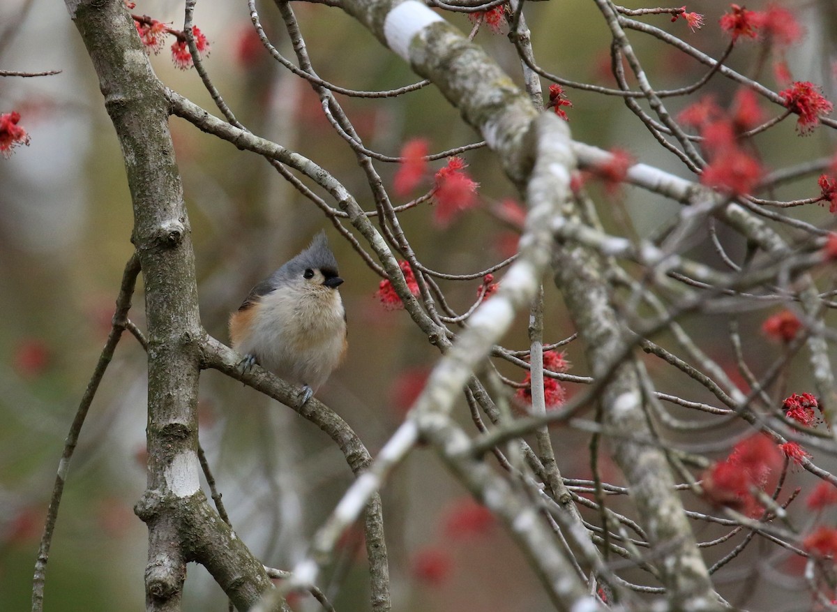 Tufted Titmouse - ML630855229