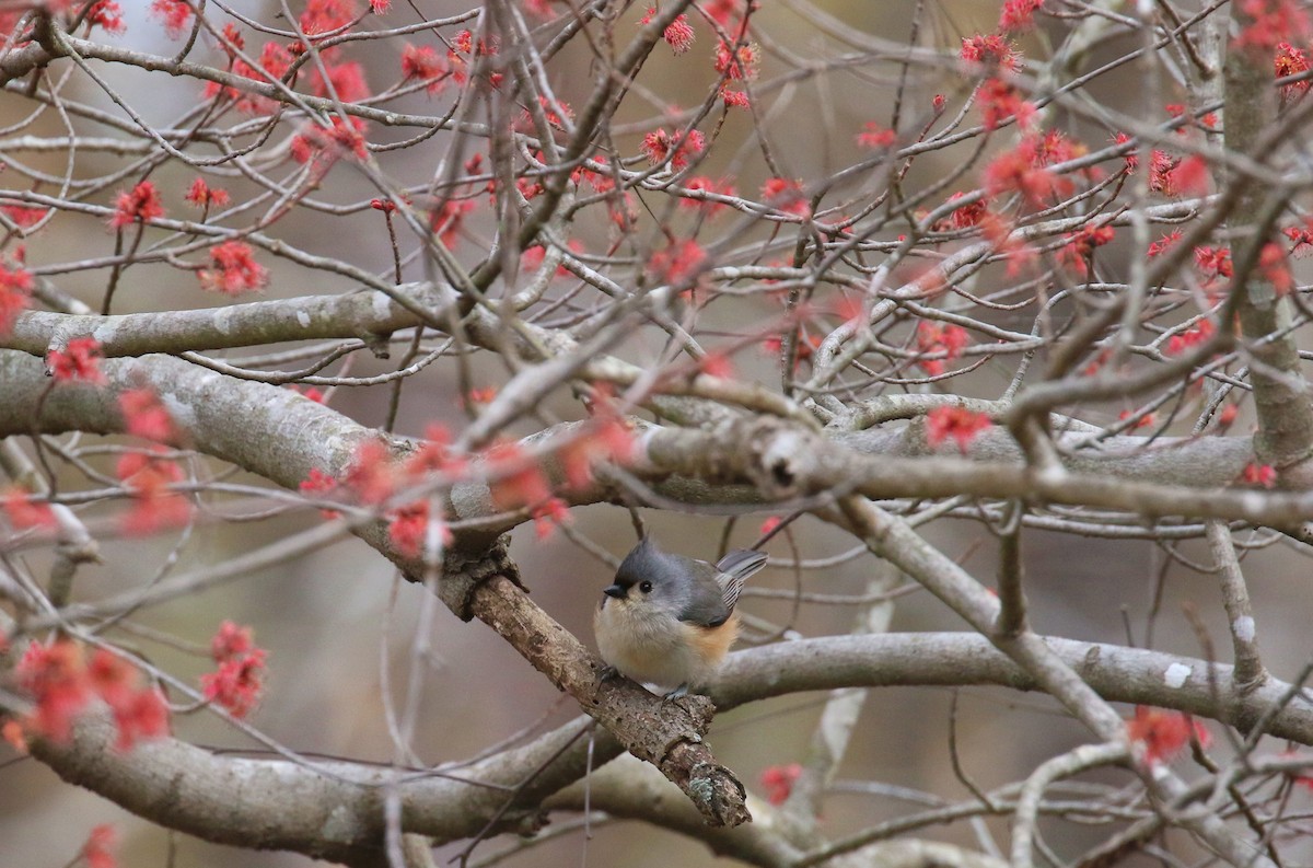 Tufted Titmouse - ML630855230