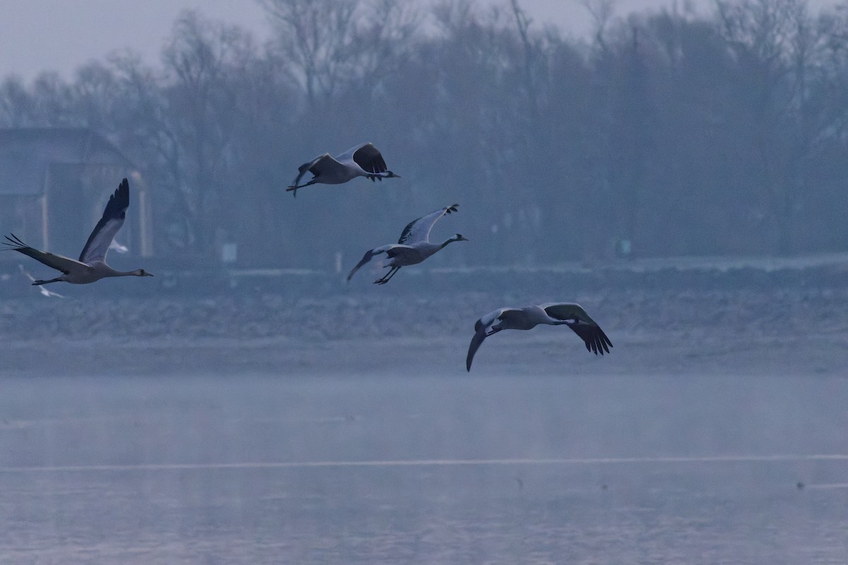 Common Crane - ML630855255