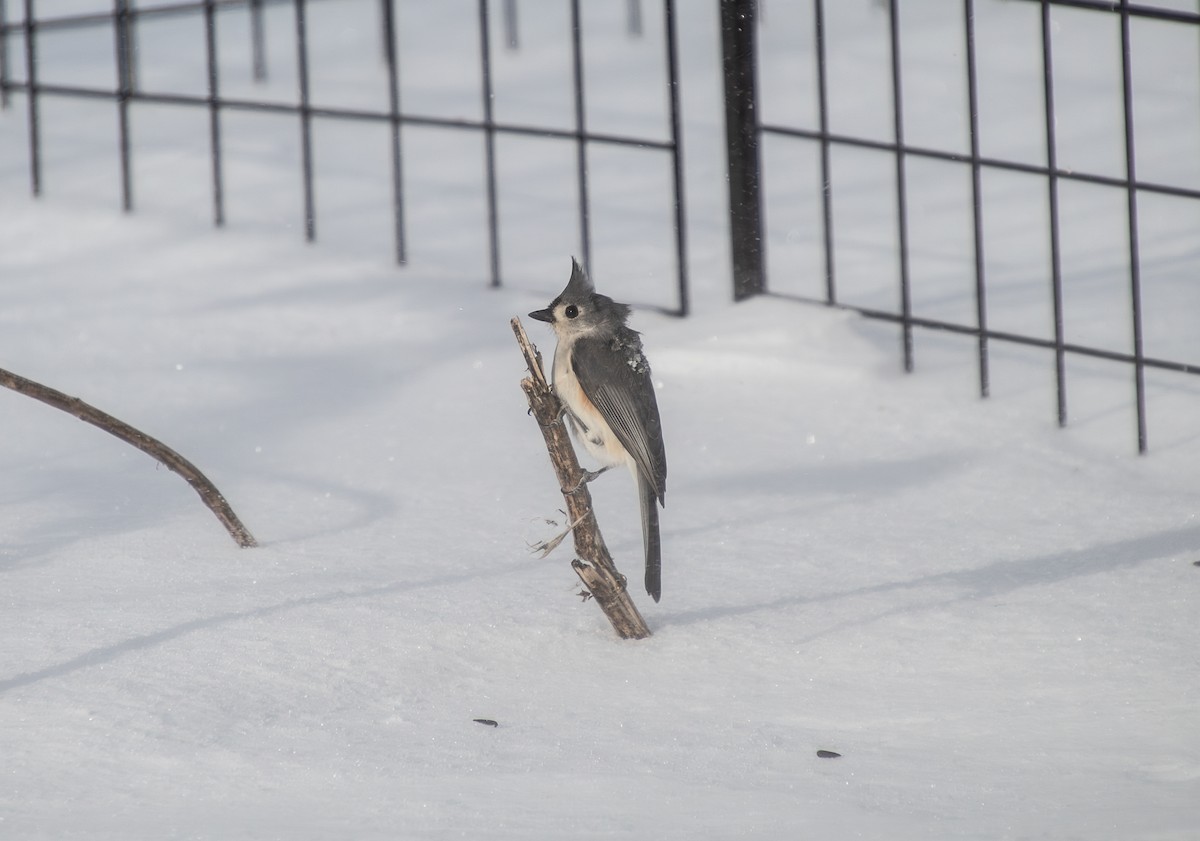 Mésange bicolore - ML630855282