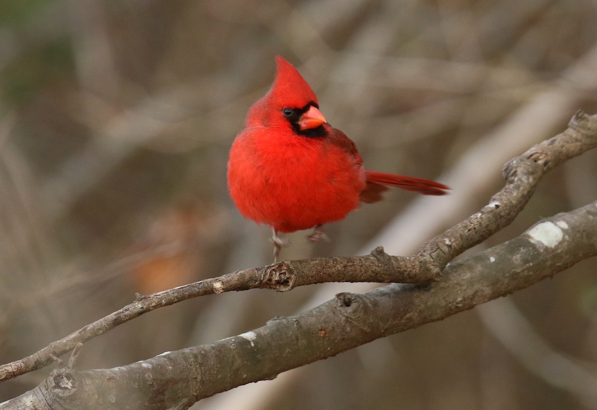 Northern Cardinal - ML630855287