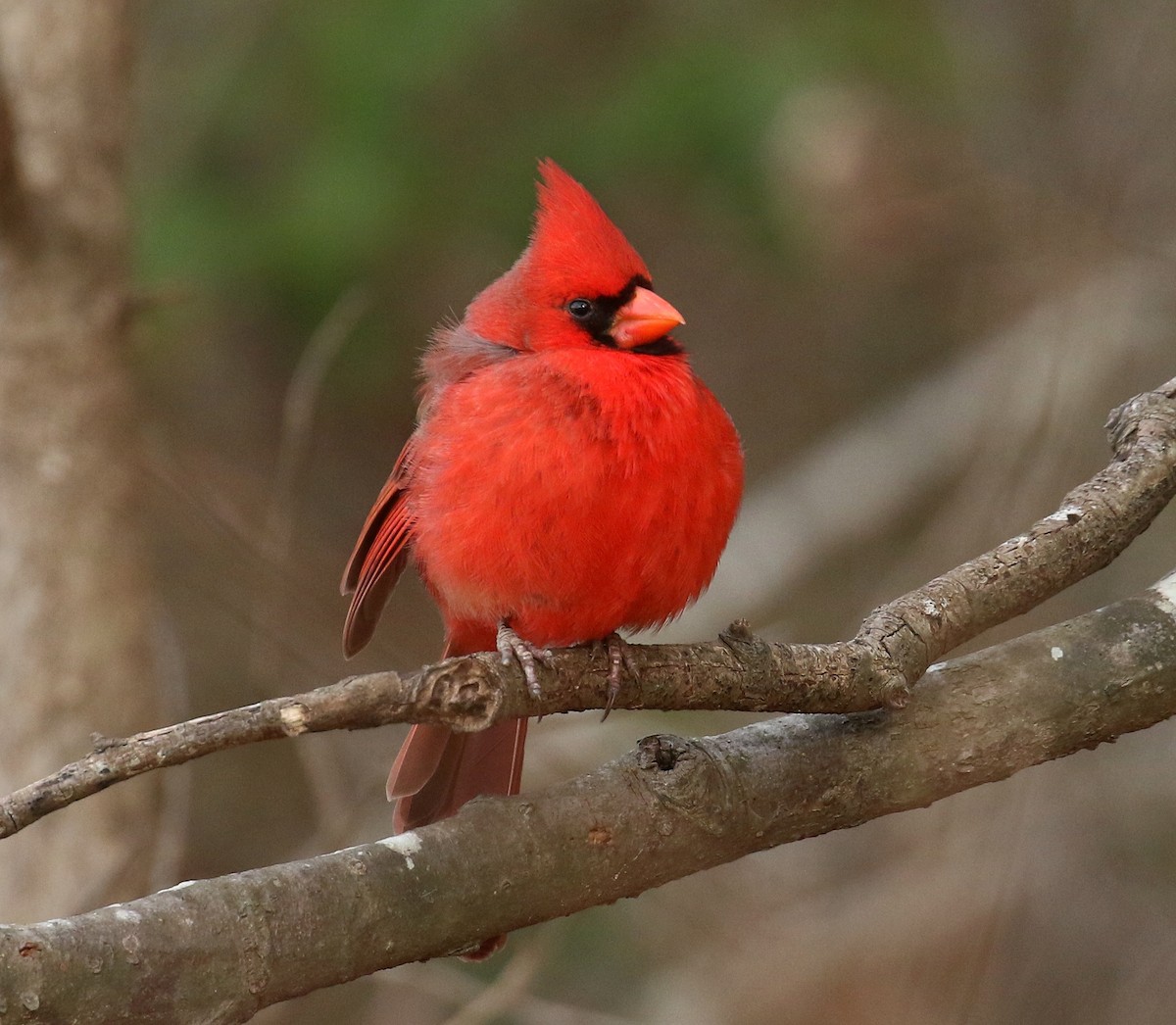 Northern Cardinal - ML630855288