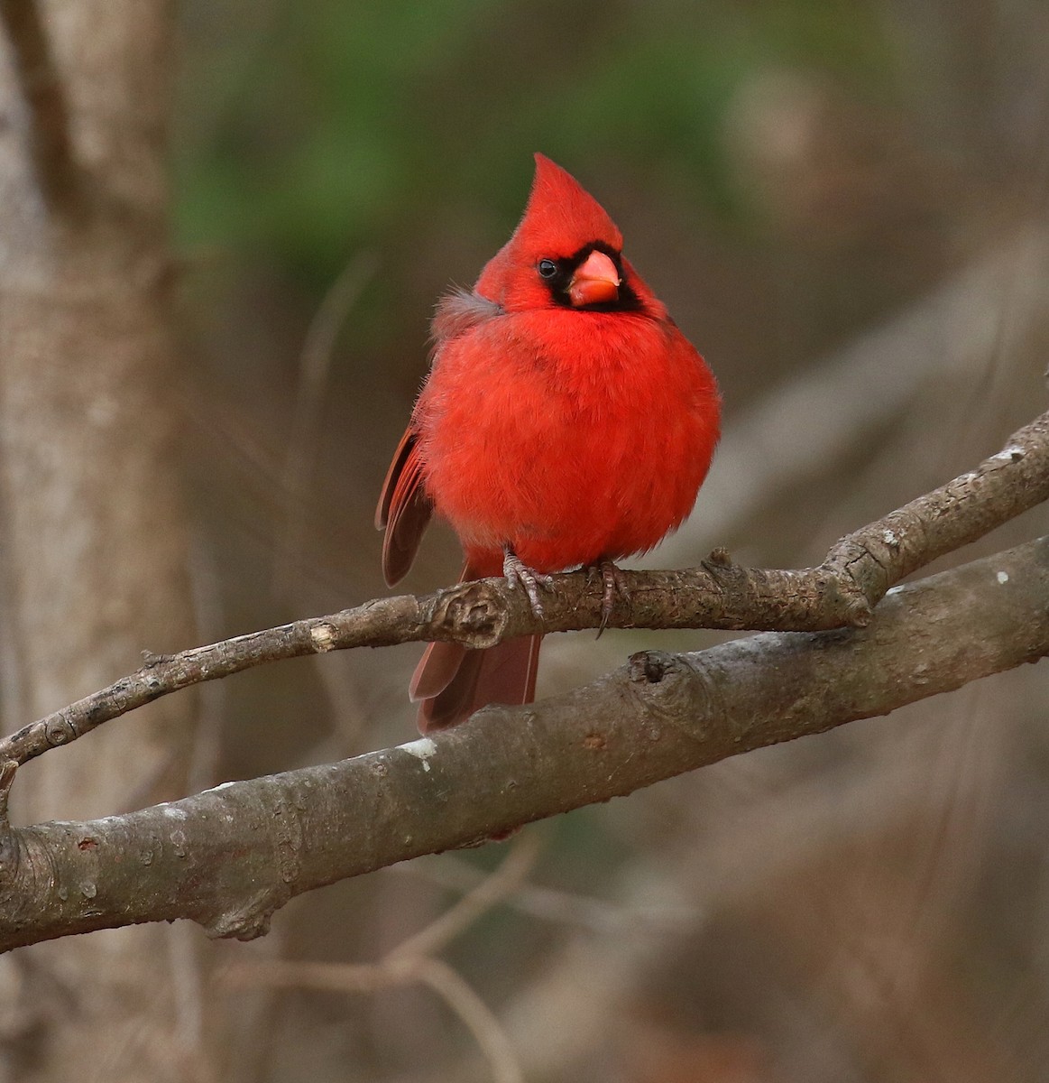 Northern Cardinal - ML630855290