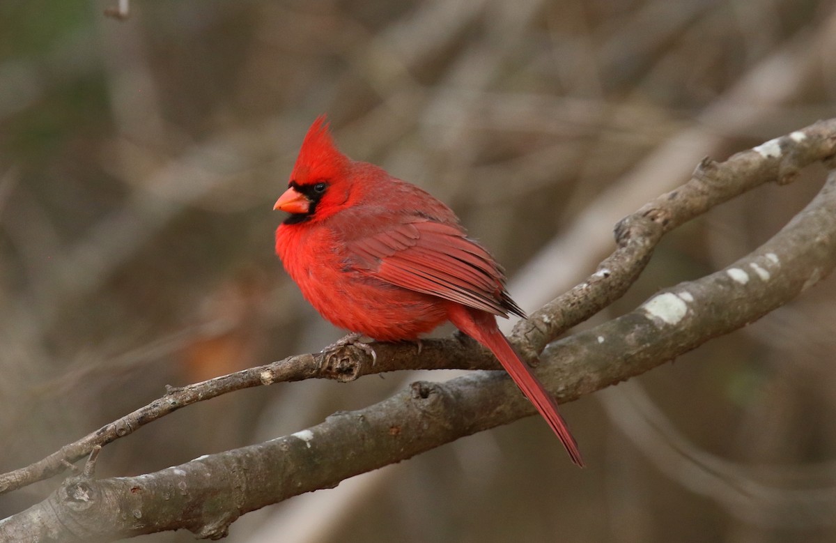 Northern Cardinal - ML630855291