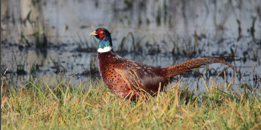 Фазан звичайний - ML630855352