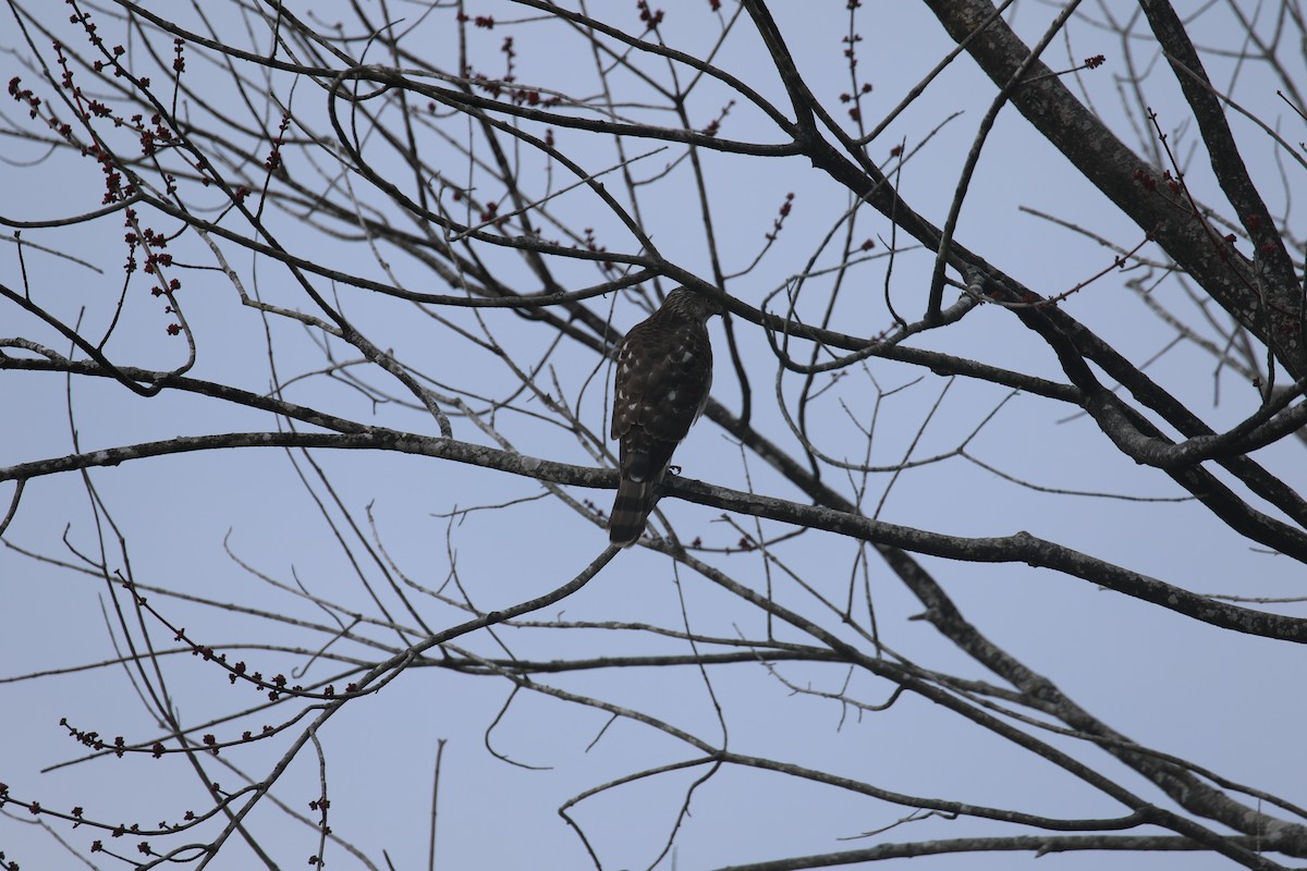 Cooper's Hawk - ML630855374
