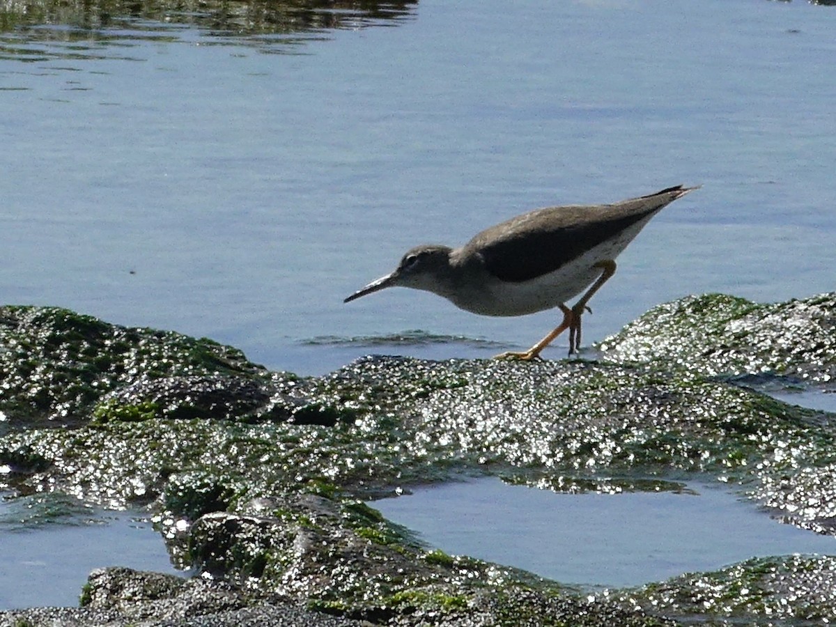 Spotted Sandpiper - ML630855659