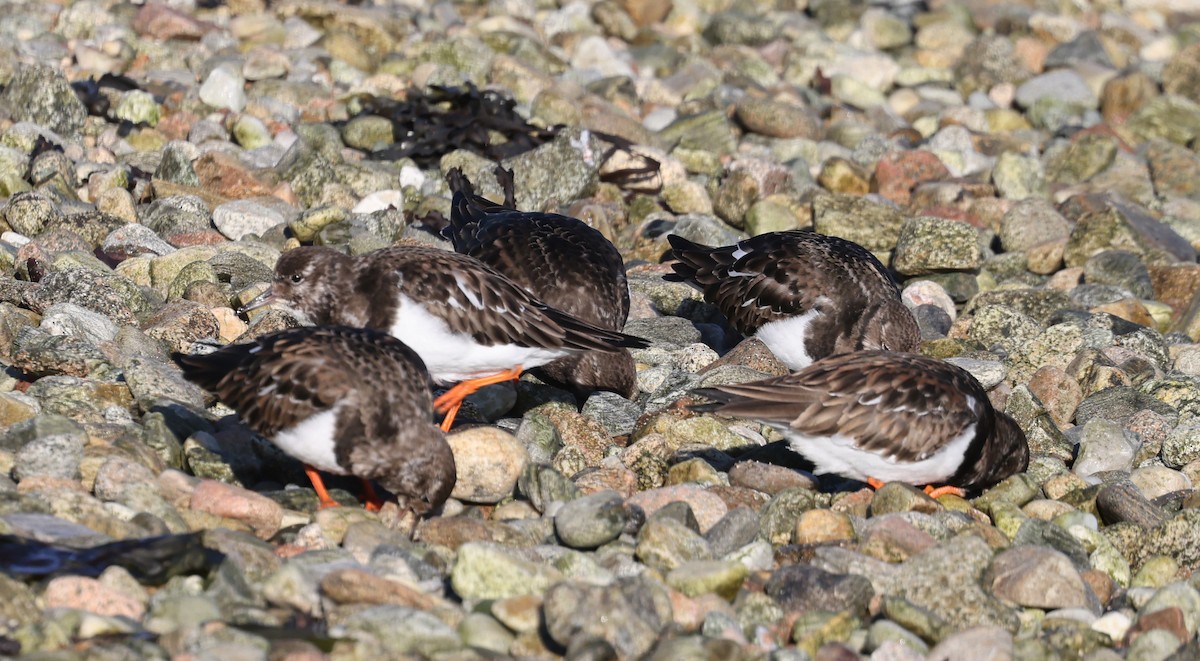 Ruddy Turnstone - ML630855686