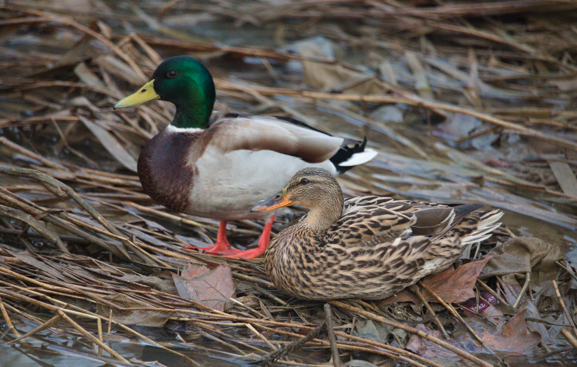 Крижень звичайний - ML630855823