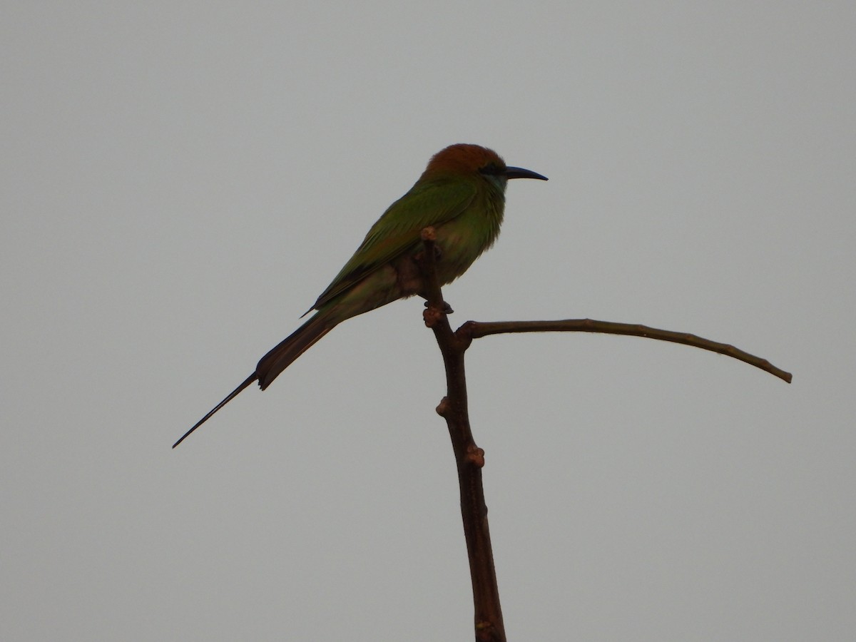 Asian Green Bee-eater - ML630856112