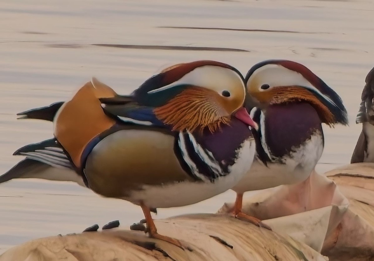 Pato Mandarín - ML630857090