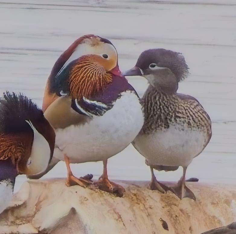 Pato Mandarín - ML630857091
