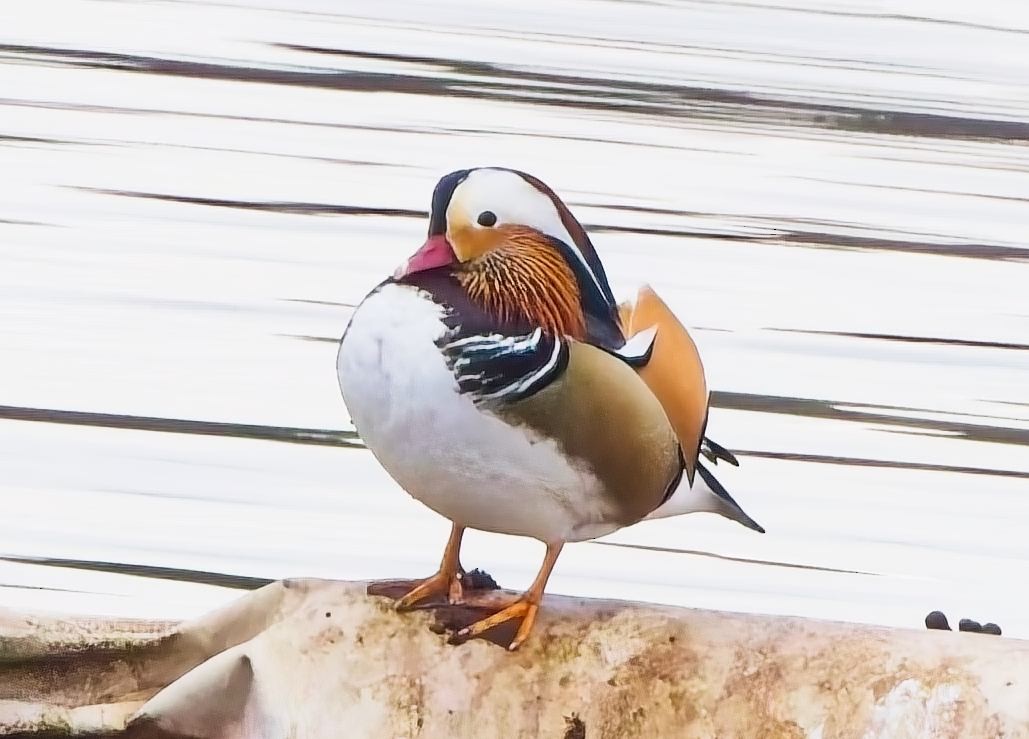 Pato Mandarín - ML630857093