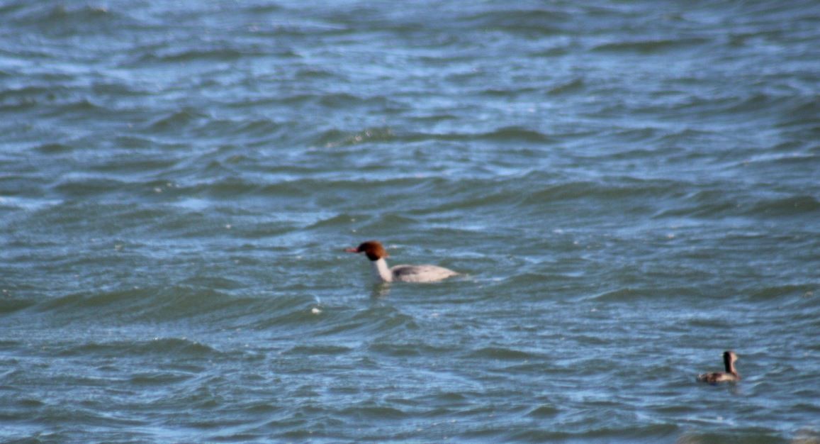 Common Merganser - ML630857178