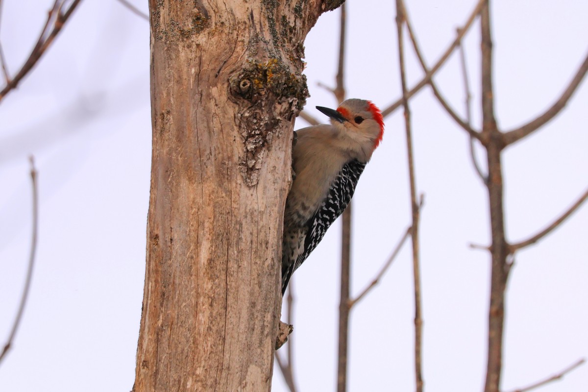 Red-bellied Woodpecker - ML630857196