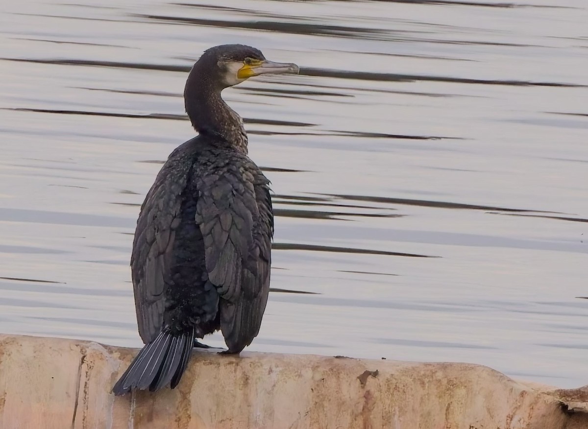 Cormorán Grande - ML630857221