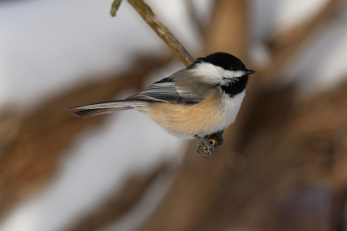 Black-capped Chickadee - ML630857260