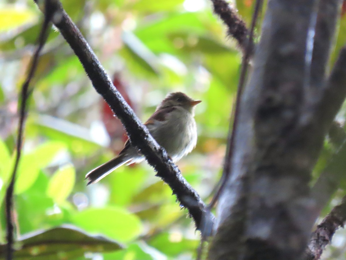 Roraiman Flycatcher - ML630857281