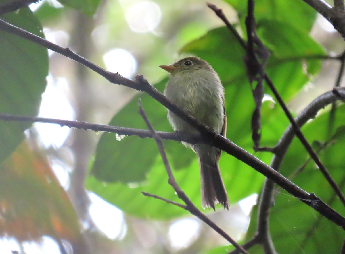 Roraiman Flycatcher - ML630857283