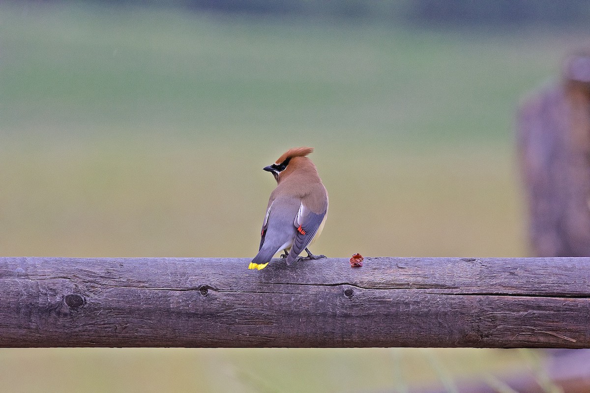 Cedar Waxwing - ML630857314