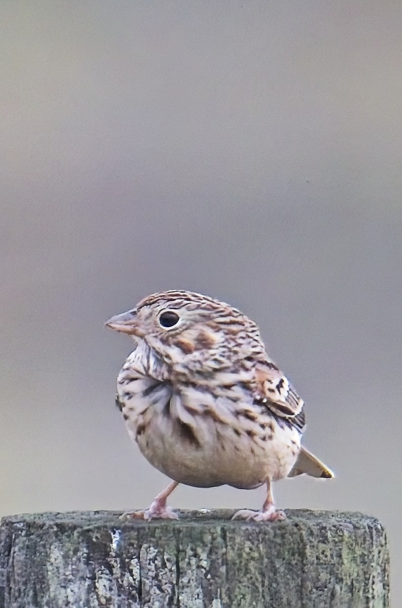 Vesper Sparrow - ML630857625