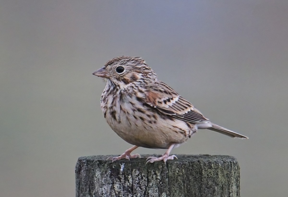 Vesper Sparrow - ML630857626