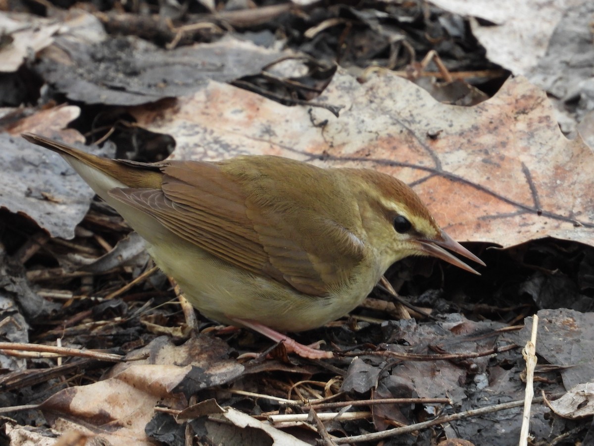 Swainson's Warbler - ML630857658