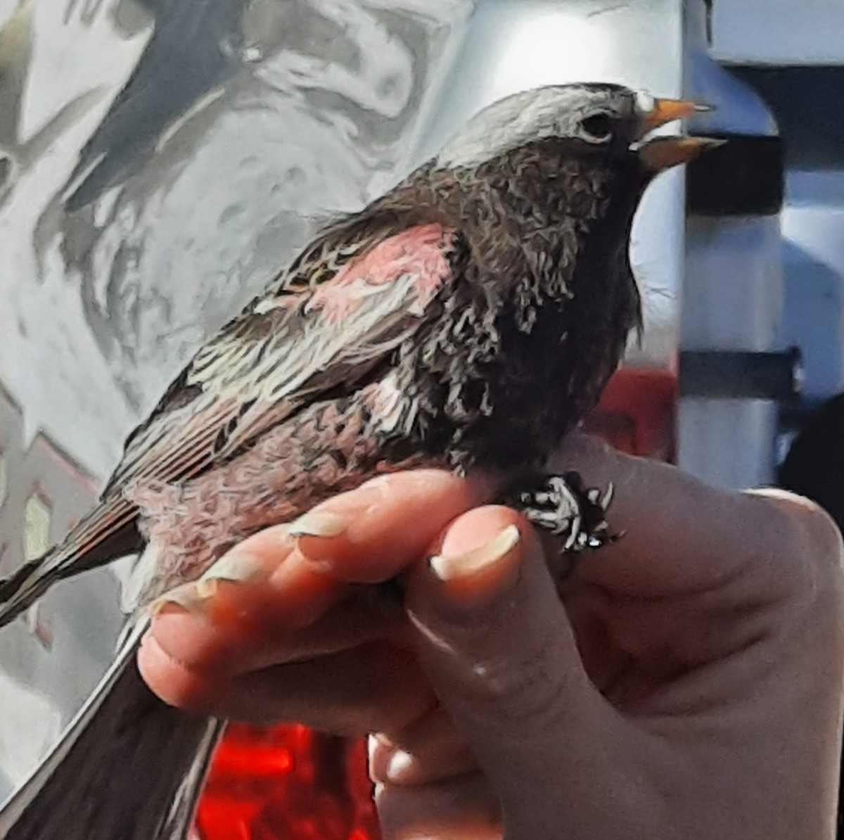 Black Rosy-Finch - ML630857697