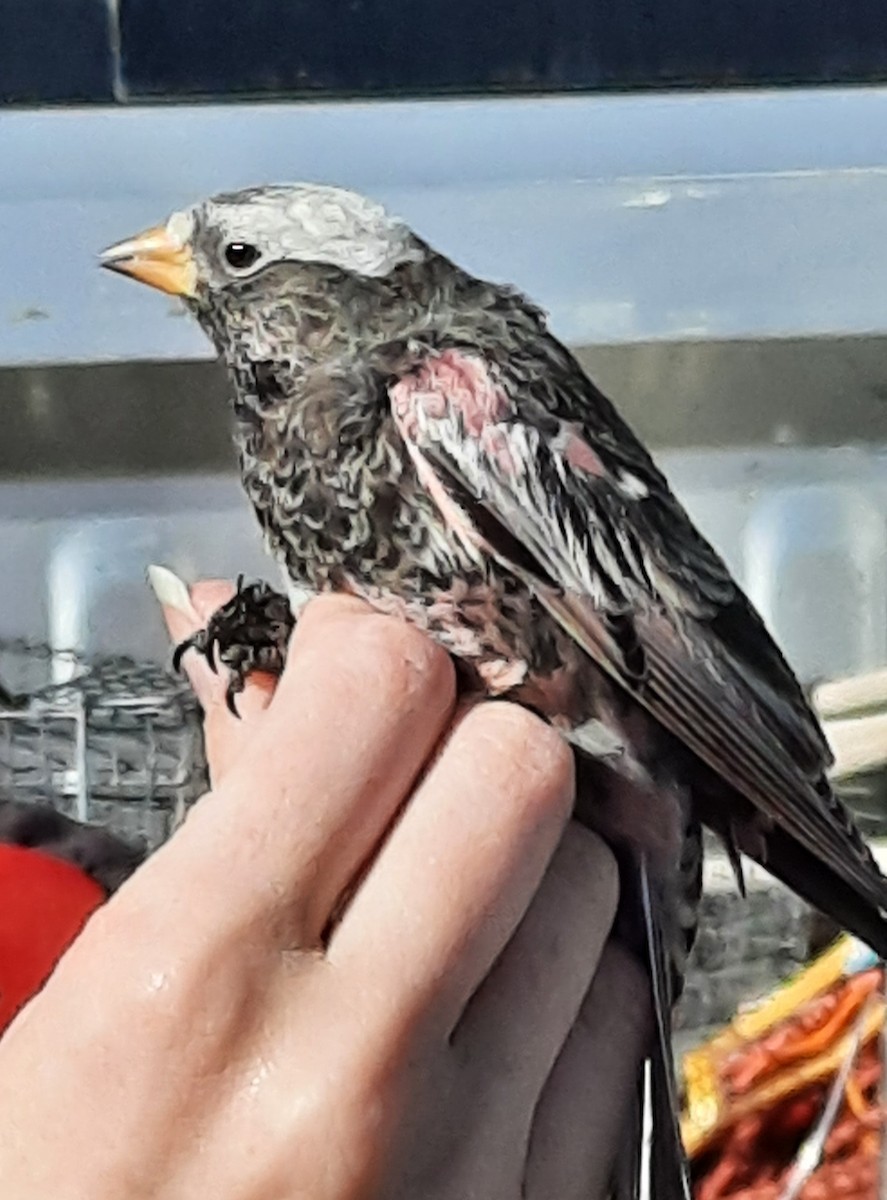 Black Rosy-Finch - ML630857698