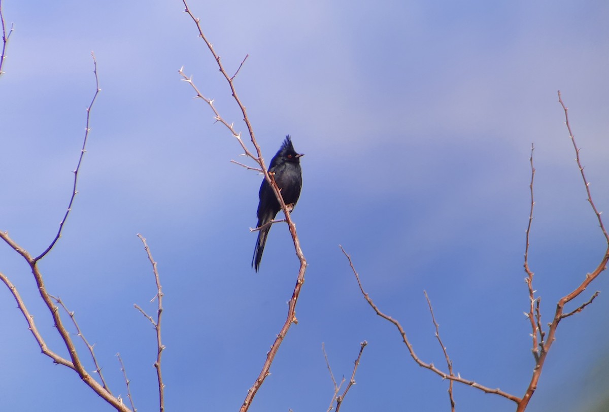 Phainopepla - ML630857733