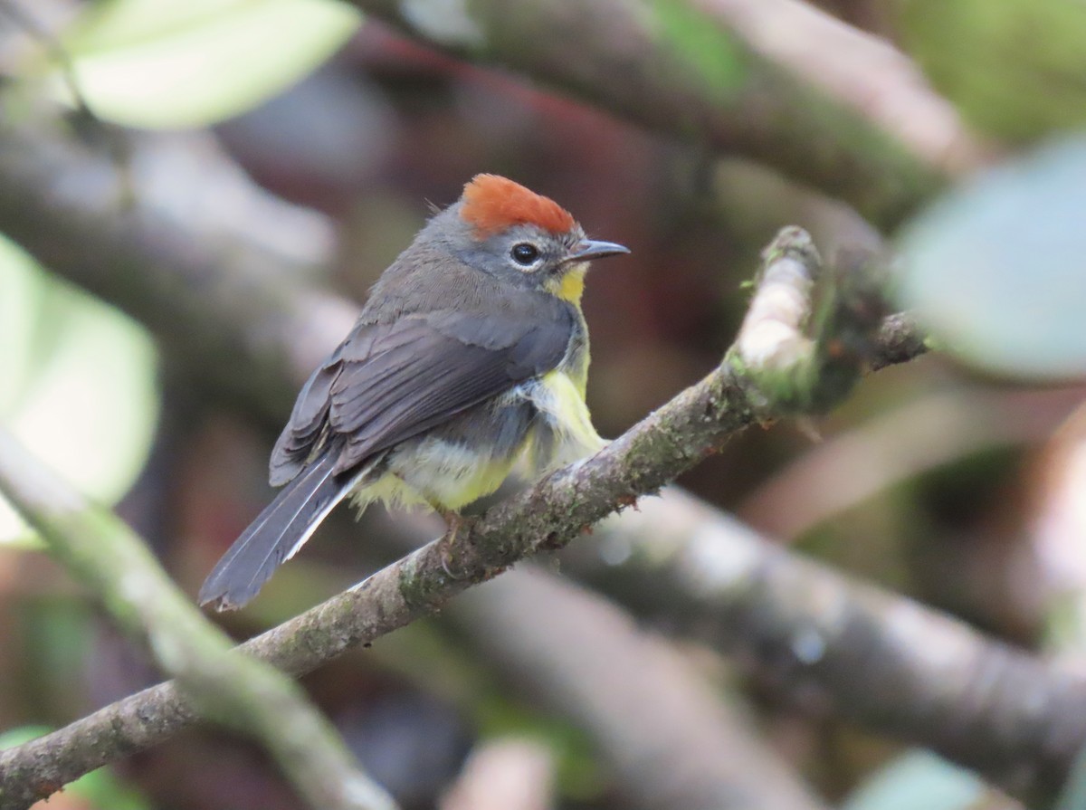 Tepui Redstart - ML630857836