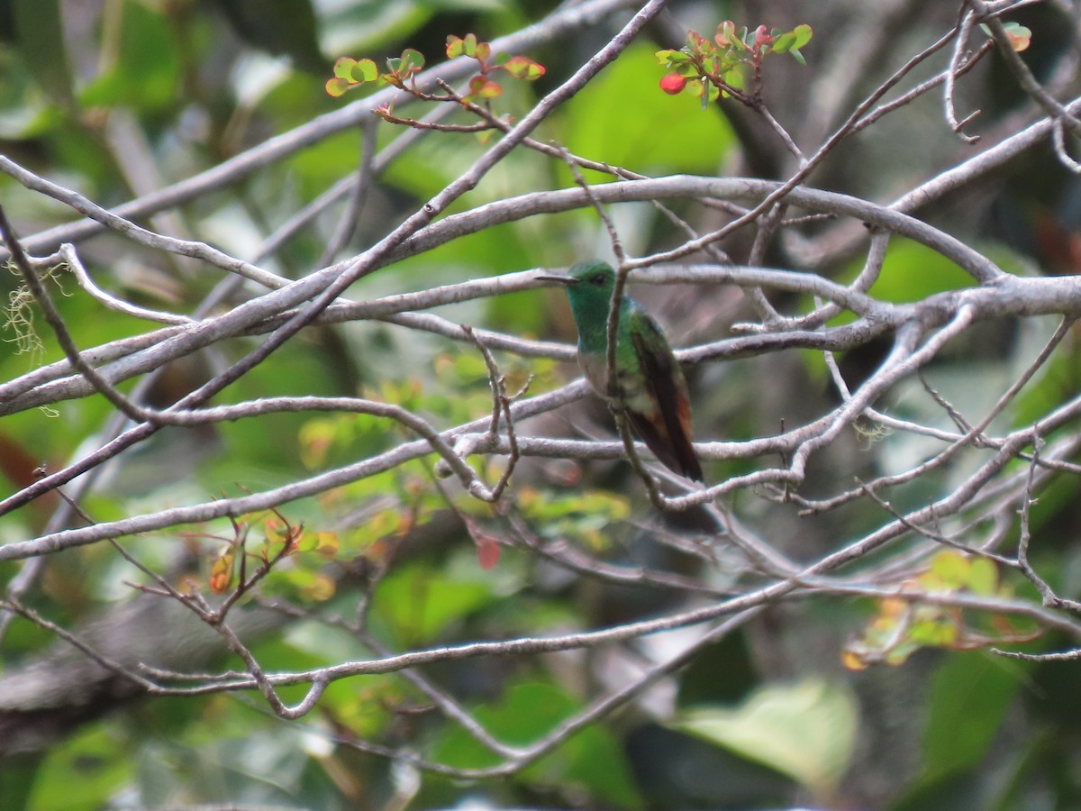 Copper-tailed Hummingbird - ML630857849