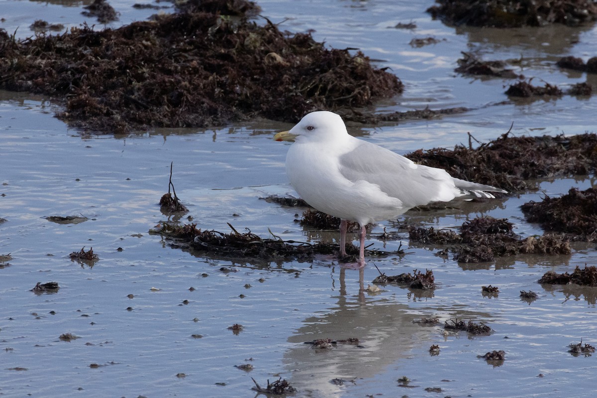 Iceland Gull (kumlieni) - ML630857928